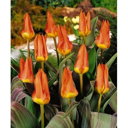 Orange tulips with yellow tips growing in a green garden bed - Juan
