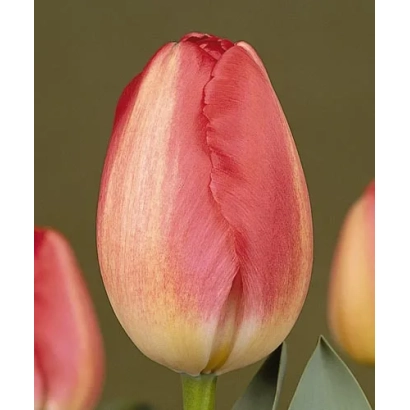 Tulip variety Judith Leyster on background