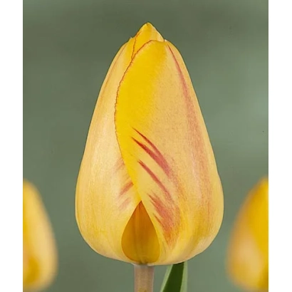Yellow Juliette tulip against blurred flowers