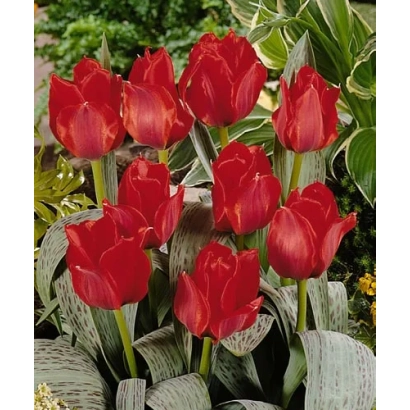 Красные тюльпаны на фоне зелени - Юлиус Цэасар