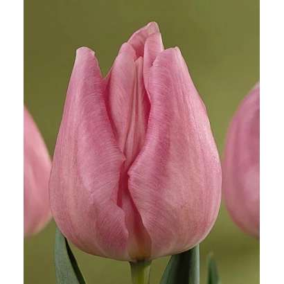 Розовый тюльпан на зелёном фоне - Каисэрин Мариа Тhэрэсиа