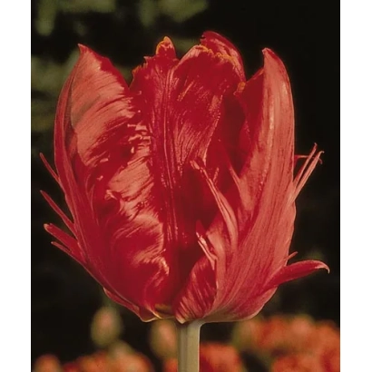Красный тюльпан сорта Карел Доорман на темном фоне - Карэл Доорман