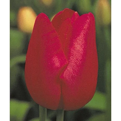 Крупный план красного тюльпана на фоне зелени - Карин Блоэмэн