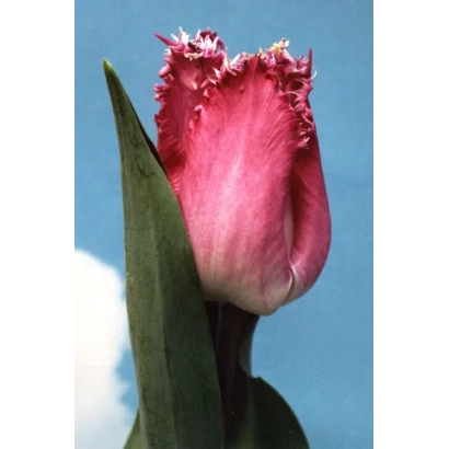 Тюльпан сорта Катие Малуа на фоне неба - Катиэ Малуа