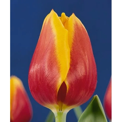 Тюльпан сорта Кээс Нэлис на синем фоне