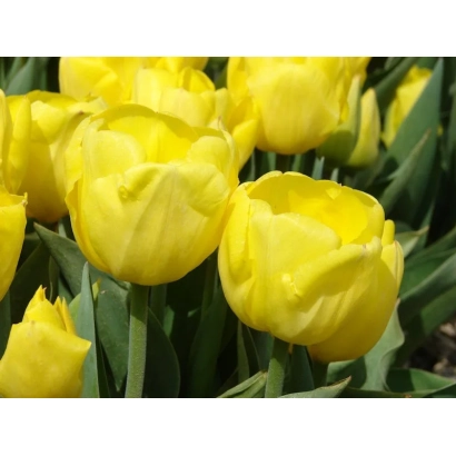 Желтые тюльпаны на фоне зелени - Кикомачи