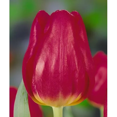 Крупный план красного тюльпана сорта Кинг Конг на размытом фоне