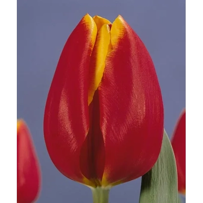 Крупный план красного тюльпана с желтым центром на синем фоне - Кинг'с Цлоак