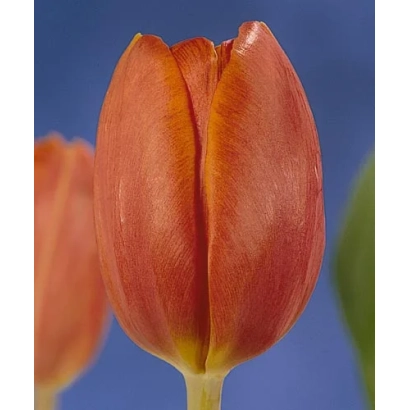 Крупный план оранжевого тюльпана на синем фоне - Кинг'с Орангэ