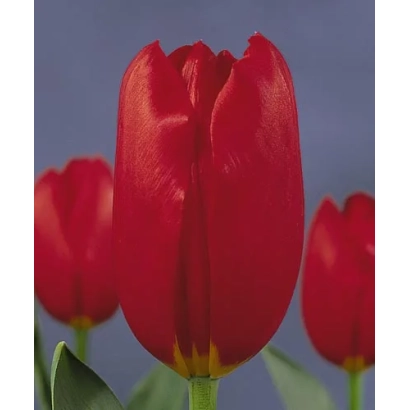 Красный тюльпан сорта Kingsblood на фоне - Кингсблоод