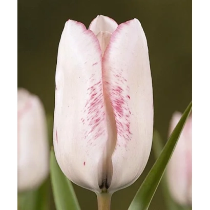 Белый тюльпан с розовыми прожилками на фоне зелени - Кисс