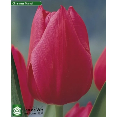 Красный тюльпан Christmas Marvel на фоне поля - Кристмас Марвел