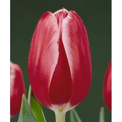 Червоний тюльпан на зеленому фоні - Кунг-Фу