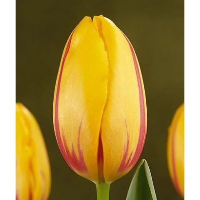Желтый тюльпан с красными полосами на фоне - Ла Цоуртинэ