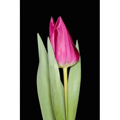 Рожевий тюльпан на чорному фоні - Ладь Алина