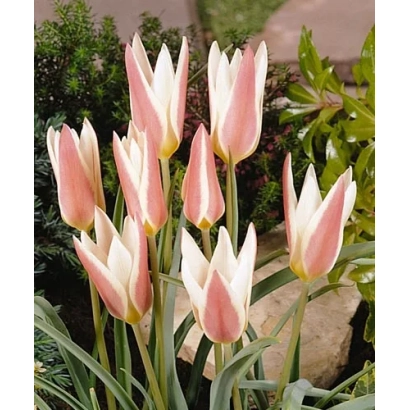 Розово-белые тюльпаны на фоне зелени - Ладь Янэ