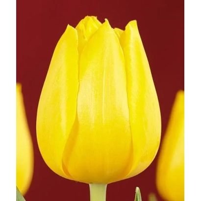 Жовтий тюльпан на червоному фоні - Леді Маргот