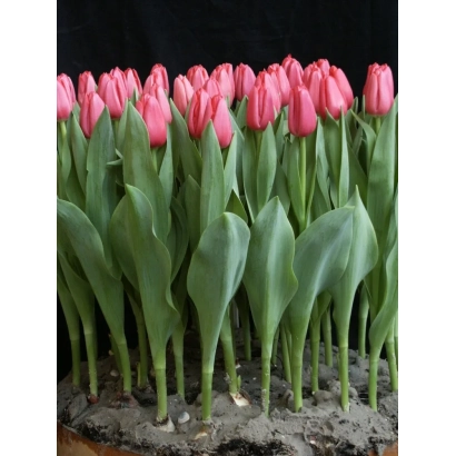 Розовые тюльпаны в горшке на темном фоне - Ладь Рицкь