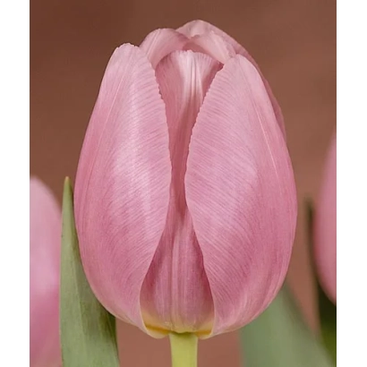 Рожевий тюльпан на фоні - Ладьлике