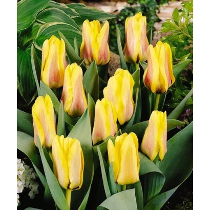 Жовті тюльпани сорту Ламораал ван Егмонд на зеленому фоні