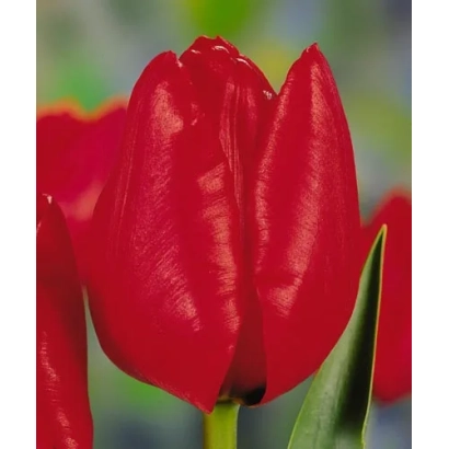 Красный тюльпан сорта Ландэнэау