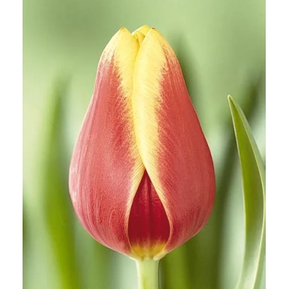 Тюльпан сорту Лєда на зеленому фоні