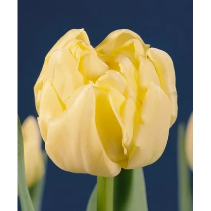Желтый тюльпан на темно-синем фоне - Лээуwэнhорст