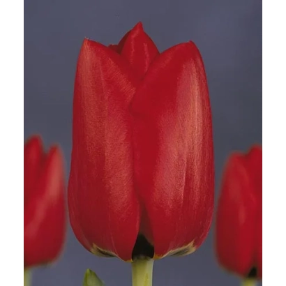 Червоні тюльпани на фіолетовому фоні - Лефебер'с Меморь