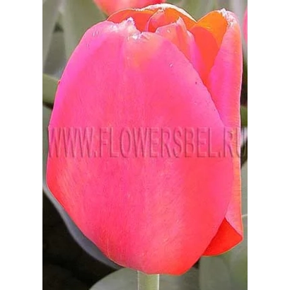 Тюльпан розового цвета на фоне зелени - Ленинс Мемориал