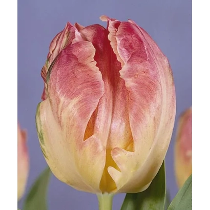 Тюльпан Libretto Parrot на фіолетовому фоні - Лібретто Паррот