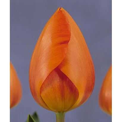 Помаранчевий тюльпан на фіолетовому фоні - Лігтінг Сан