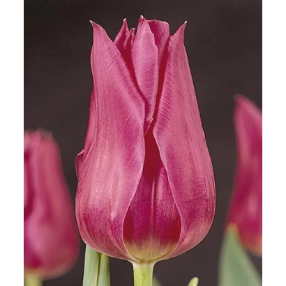 Тюльпан Лилац Цуп на темном фоне