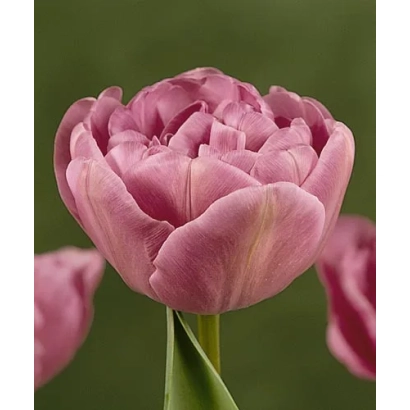 Рожевий тюльпан сорту Бузкова досконалість на зеленому фоні