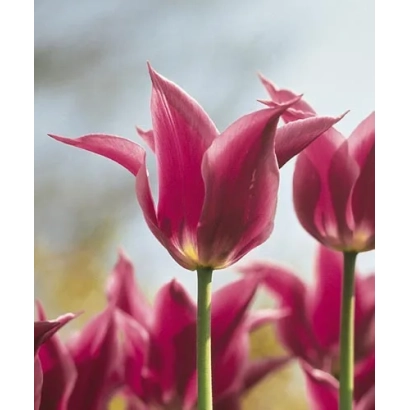 Тюльпани сорту Лілац Тиме на фоні поля