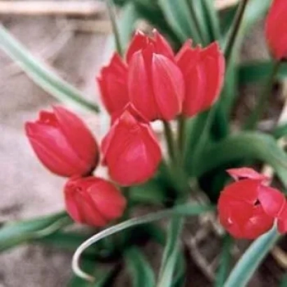 Червоні тюльпани Lilliput на фоні землі - Лілліпут