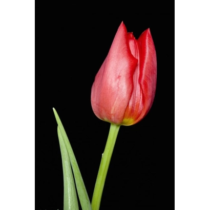 Красный тюльпан на черном фоне - Лиль Юмбо