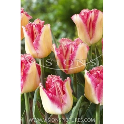 Тюльпаны с розово-желтыми лепестками на зеленом фоне - Лингэриэ