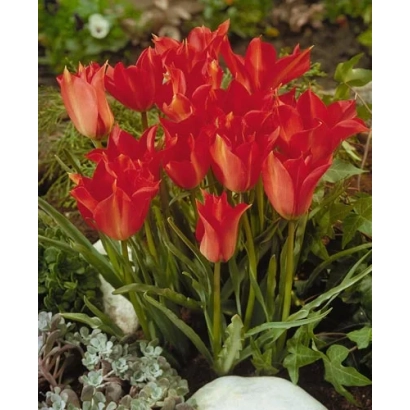 Красные тюльпаны в цветнике - Линифолиа