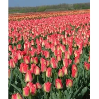Поле тюльпанів рожевого кольору - Липглосс