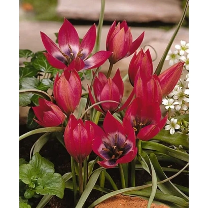 Красные тюльпаны Little Beauty в горшке на фоне зелени - Литтлэ Бэауть