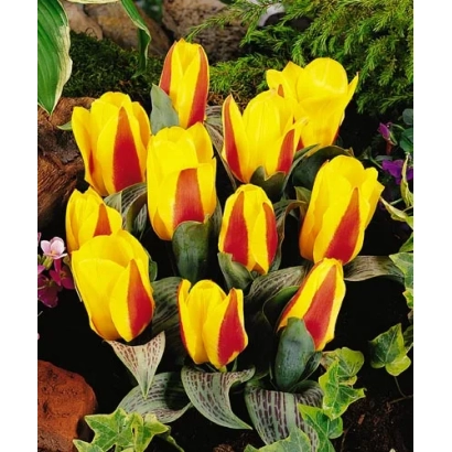 Желто-красные тюльпаны Литтл Диамонд на фоне зелени - Литтлэ Диамонд