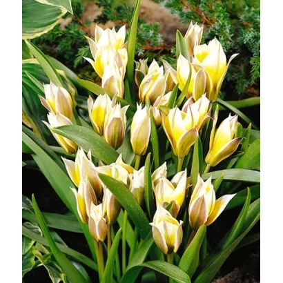 Тюльпаны сорта Литтл Стар на фоне зелени - Литтлэ Стар