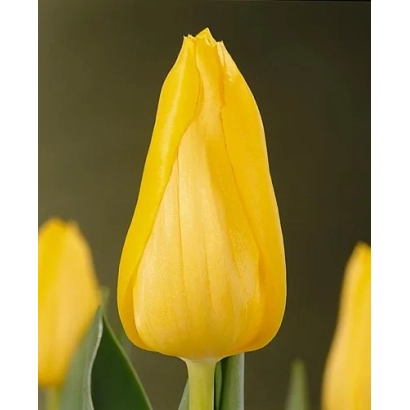 Желтый тюльпан на темном фоне - Лизаннэ
