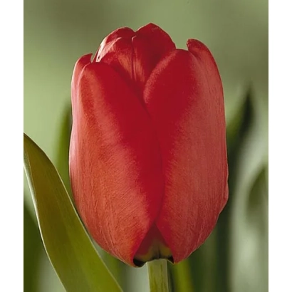 Красный тюльпан - Лондон