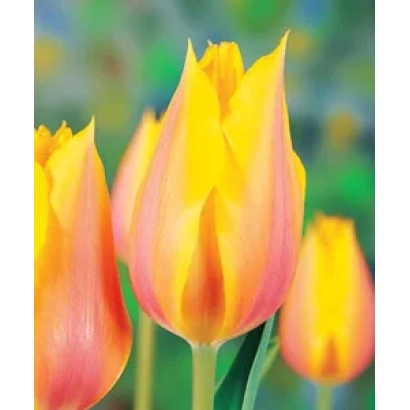 Long Lady tulips against a green field background
