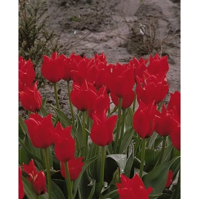 Красные тюльпаны на фоне земли - Лонгфэллоw