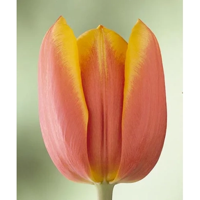 Tulip with pink and yellow petals - Los Angeles