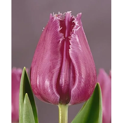 Тюльпан сорту Лоувре на фіолетовому фоні