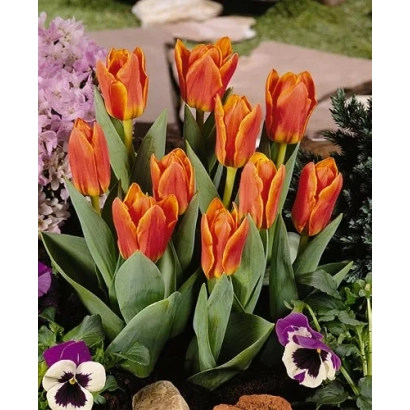 Оранжевые тюльпаны Love Song на фоне цветущего сада - Ловэ Сонг