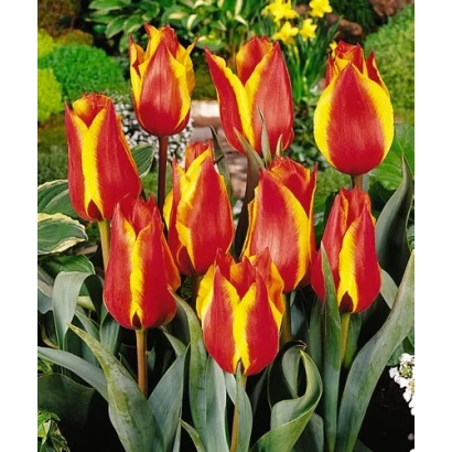 Тюльпаны сорта Ловэль Сурприсэ на фоне зелёных листьев и цветов